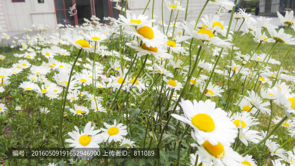 白色花朵