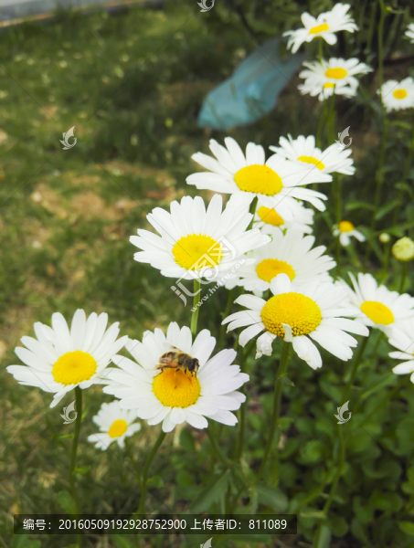 花兒