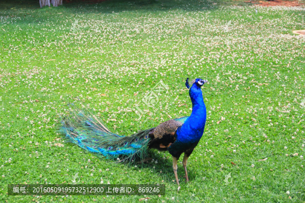 孔雀開屏