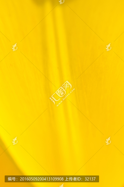 郁金香花瓣
