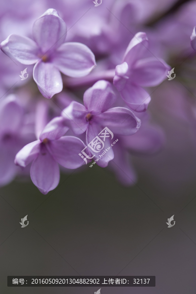盛開(kāi)的紫色丁香花