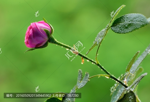 雨中花