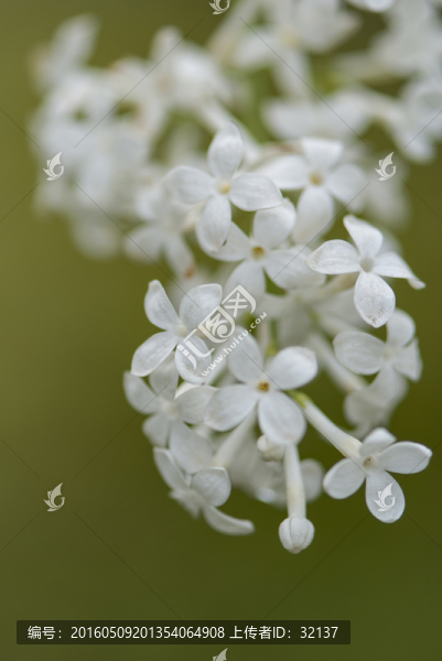 白色丁香花