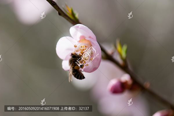 桃花蜜蜂