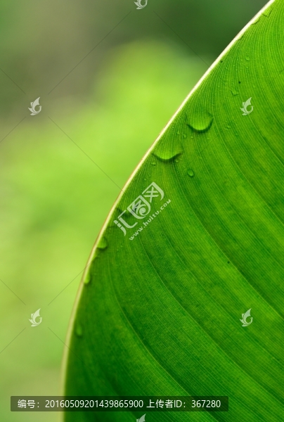 綠葉與水滴特寫