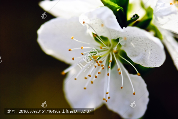 白色梨花