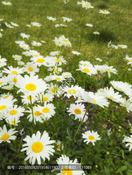 綠草地白花