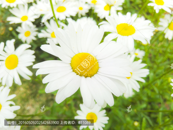 白雛菊,菊花特寫,菊花