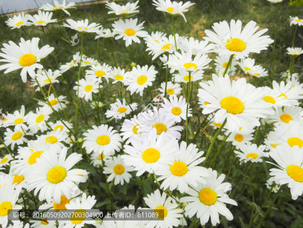 一片白色小花,菊花美圖,花叢