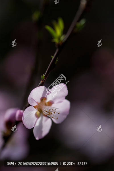 粉色桃花