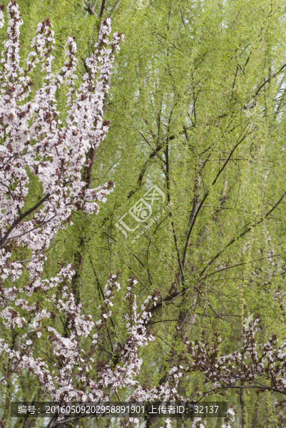 大片櫻花