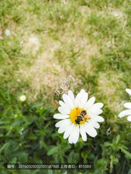 蜜蜂采蜜,白色雛菊花
