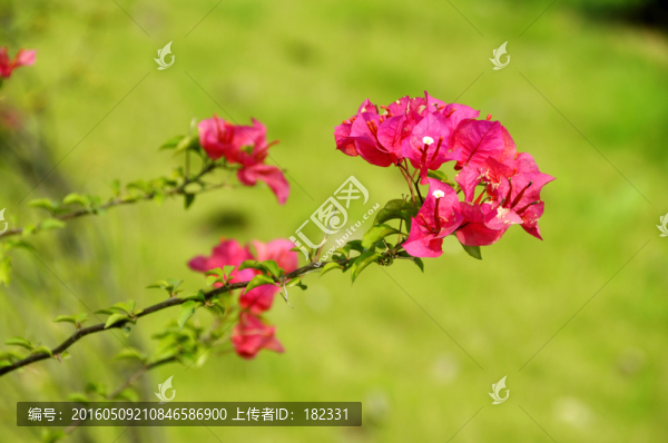 三角梅花枝