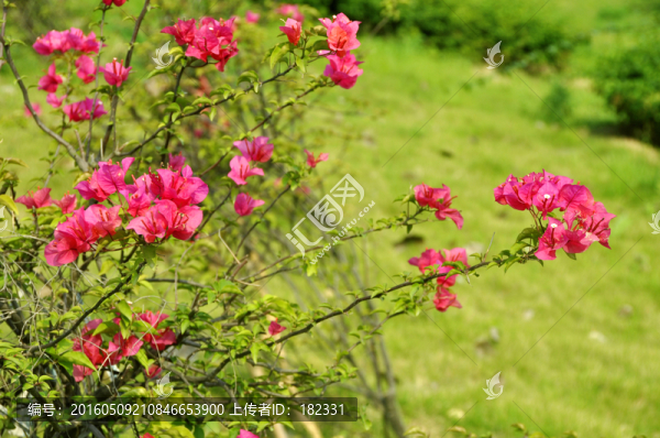花叢花枝
