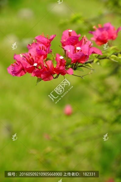 三角梅花枝