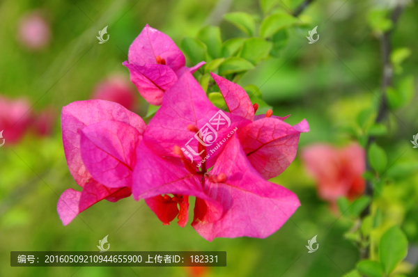 鮮花三角梅