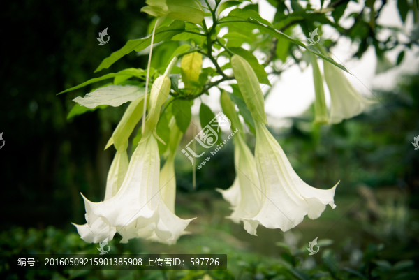 曼陀羅