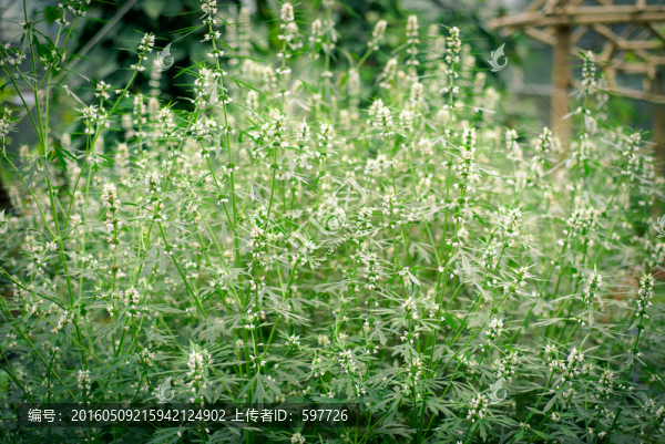 益母草
