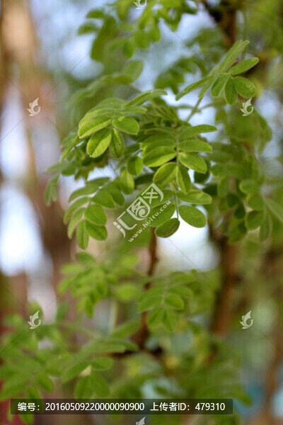 植物墻,綠葉背景,綠化墻,植物
