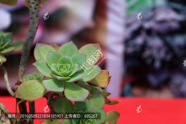 肉質(zhì)花瓣