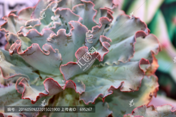 多肉植物開花