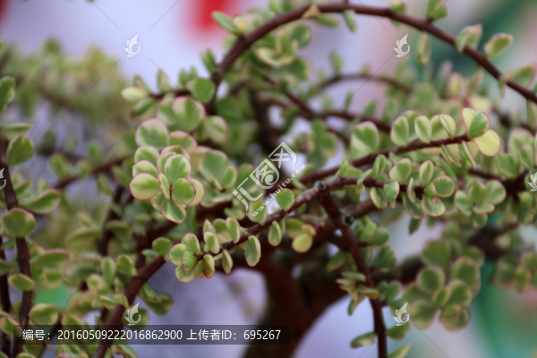 植物素材