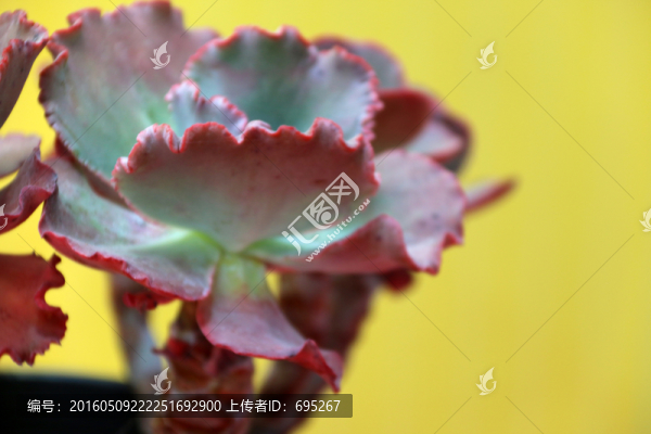 花穗