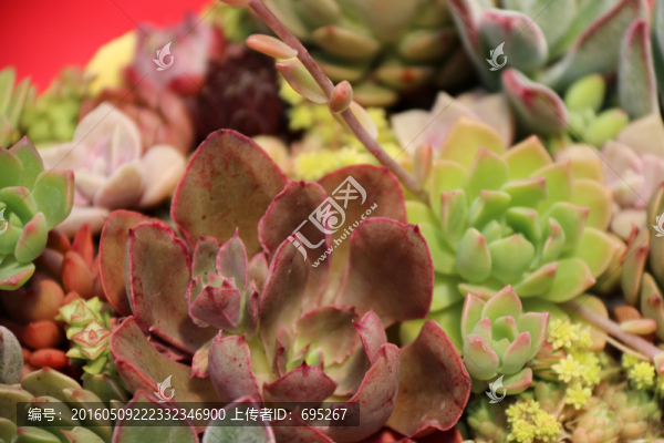 沙漠植物