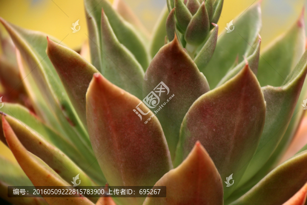 花卉