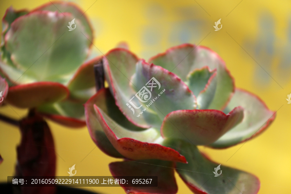 葉片