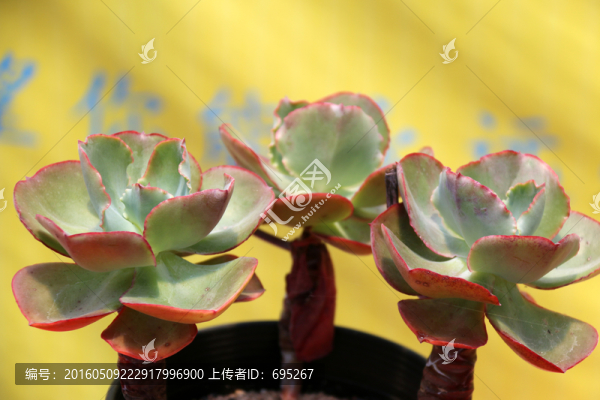 多肉花卉