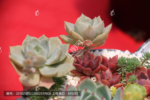 鮮花