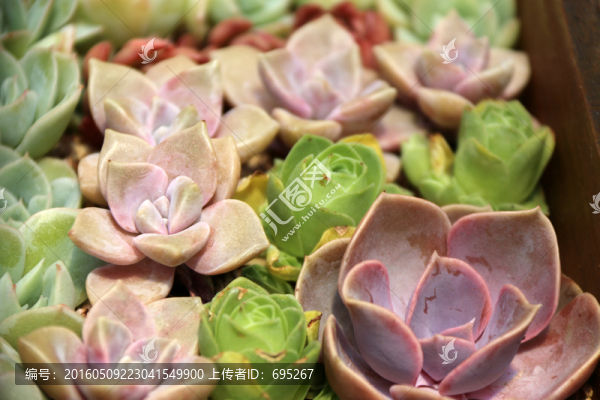 干旱多肉
