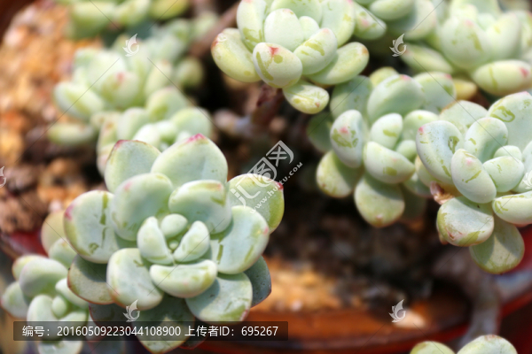 植物花卉