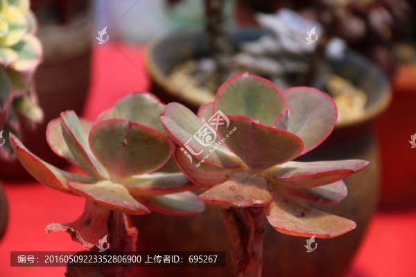 景天科
