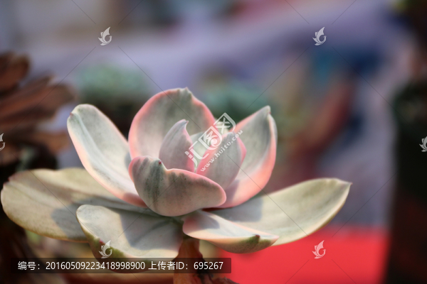 多肉植物