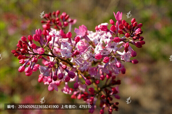 丁香花,丁香,花朵,植物,花卉