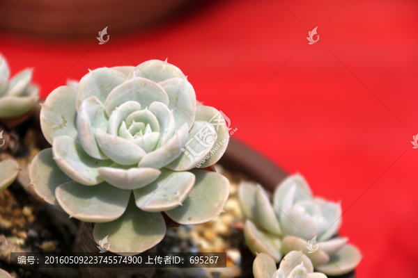 景天科