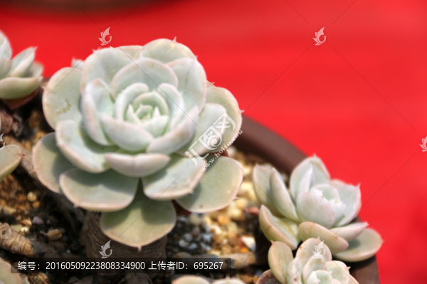 植物素材