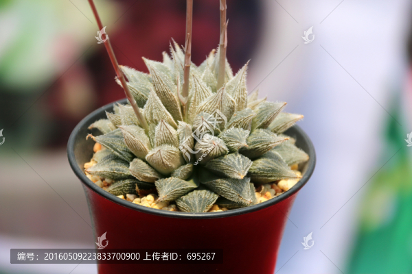 仙人球花朵