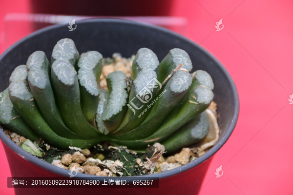 耐旱植物