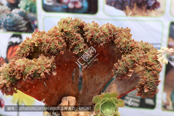 多肉植物開花