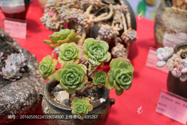 開花