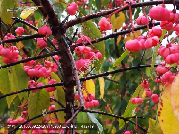 秋季粉花樹枝