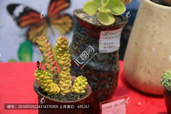 觀賞植物