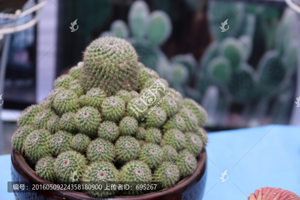 仙人球