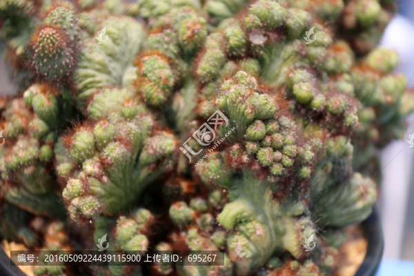 耐旱植物-匯圖網(wǎng) www.fosd68.com 耐旱植物