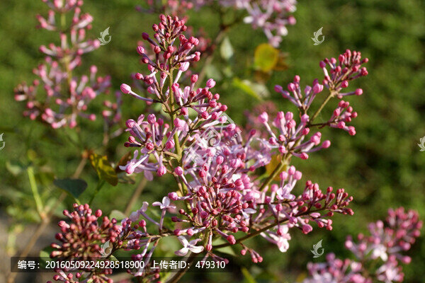 丁香花,丁香,花朵,植物,花卉