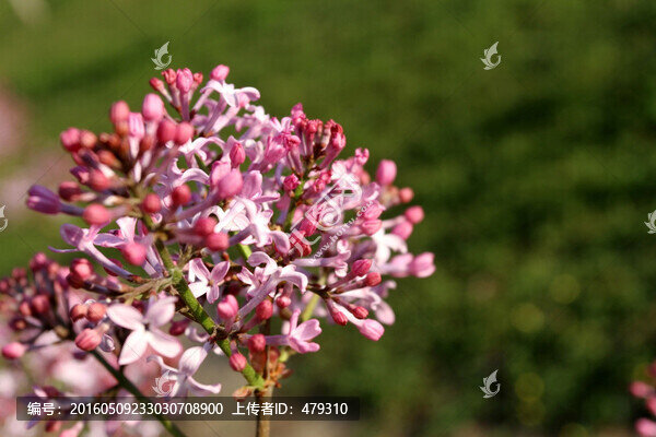 丁香花,丁香,花朵,植物,花卉