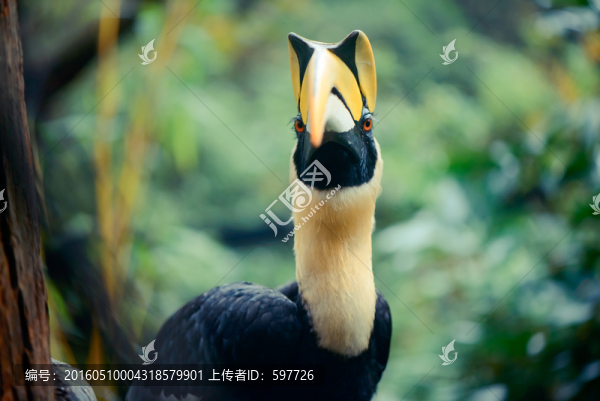 大犀鳥